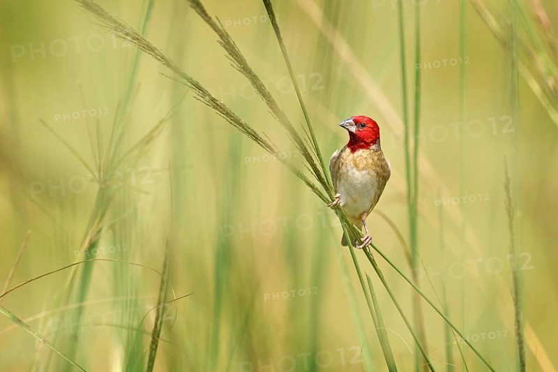 Red-headed quelea, Quelea erythrops, grey red bird in the nature habitat, Murchison Fall NP, Uganda. Weaver on the graas straw on the meadow, sunny day in Africa