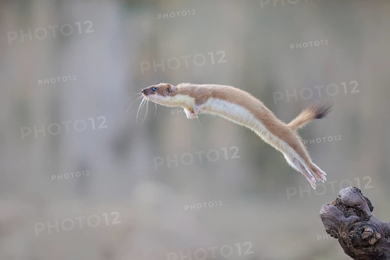 Short-tailed Weasel (Mustela erminea) jumping in the air, Castile-La Mancha, Spain