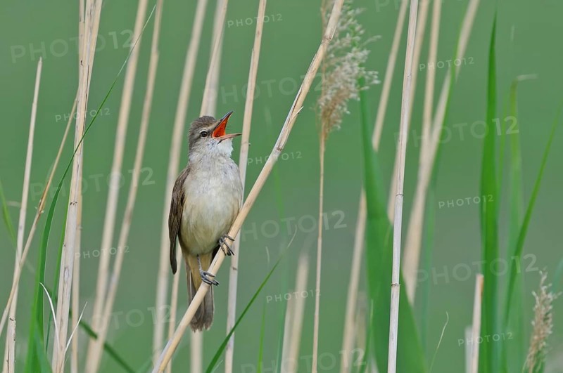 Drosselrohrsänger (Acrocephalus arundinaceus) Great Reed Warbler, male