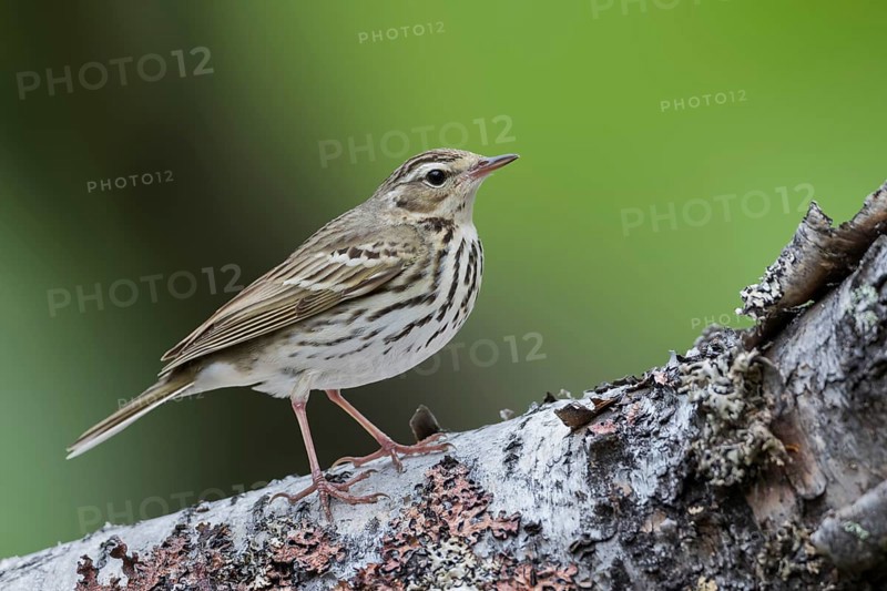 Olive-backed Pipit - Waldpieper - Anthus hodgsoni ssp. yunnanensis, Russia