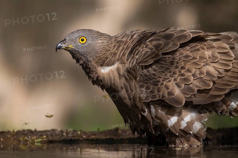 European Honey Buzzard (Pernis apivorus) at a waterhole, Subotica, Serbia