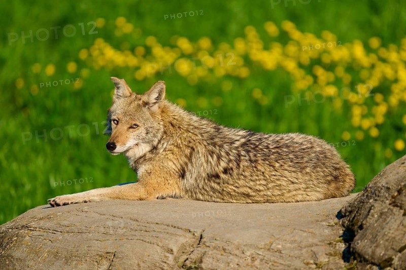 A coyote looks at the camera, lying on a rock in a green field with yellow flowers, Coyote (Canis latrans), Spring, France