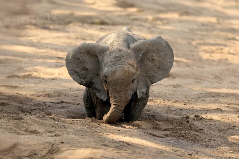 African elephant (Loxodonta africana), young animal, digging, drinking, searching for water, dried up riverbed, Kruger, Kruger National Park, South Africa