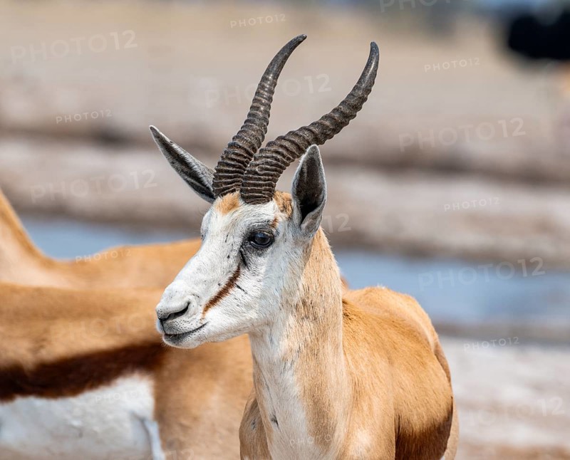 Springbok (Antidorcas marsupialis), animal portrait, Nxai Pan National Park, Botswana