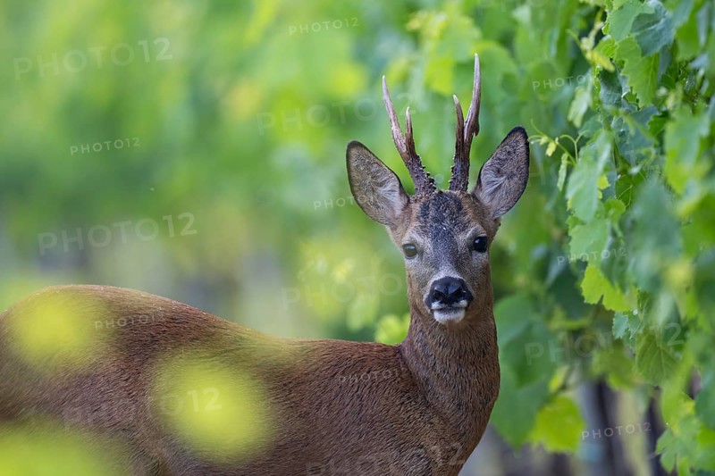 Roebuck in the vineyard in summer, Wittlich, Rhineland-Palatinate, Germany