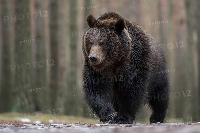 Master Petz... European brown bear (Ursus arctos), strong, muscular bear running over frozen ground along the edge of a forest, taken from an impressive low perspective, scary mouse perspective, frontal, detailed shot of our largest land predator, native nature, Central Europe