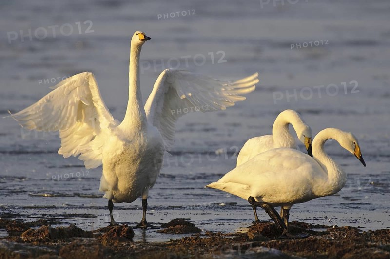 Whooper Swan (Cygnus cygnus), Lower Saxony, Germany