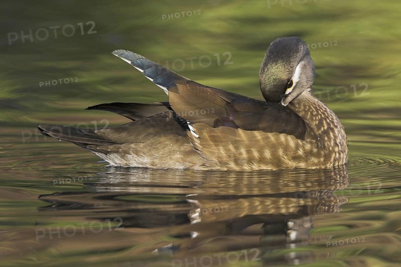 Wood Duck (Aix sponsa) female, British Columbia, Canada