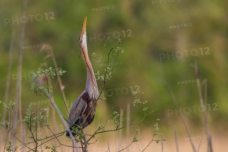 Purple Heron (Ardea purpurea) male displaying, Baden-Wuerttemberg, Germany