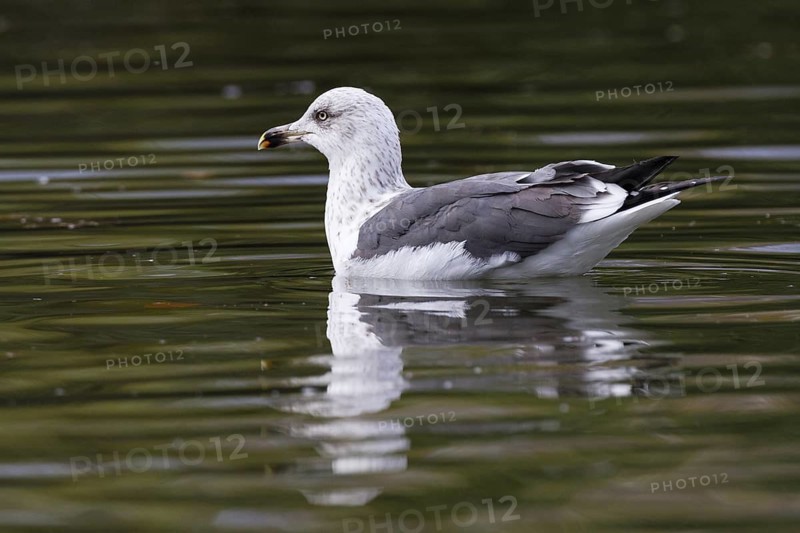 Lesser Black-backed Gull (Larus fuscus), Asturias, Spain