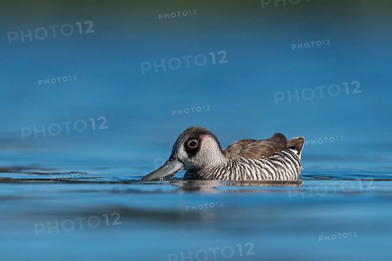 Pink-eared Duck (Malacorhynchus membranaceus), New South Wales, Australia
