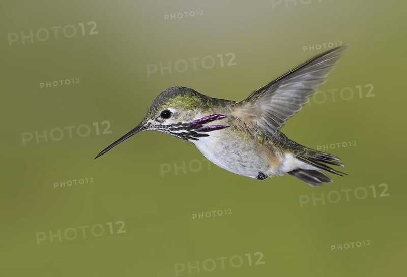 Calliope Hummingbird (Selasphorus calliope), Canada