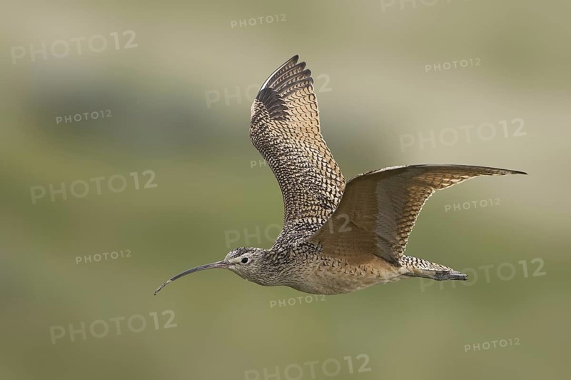 Long-billed Curlew (Numenius americanus), Alberta, Canada