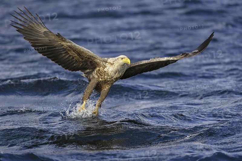 White-tailed Eagle (Haliaeetus albicilla) flying, Nord-Trondelag, Norway