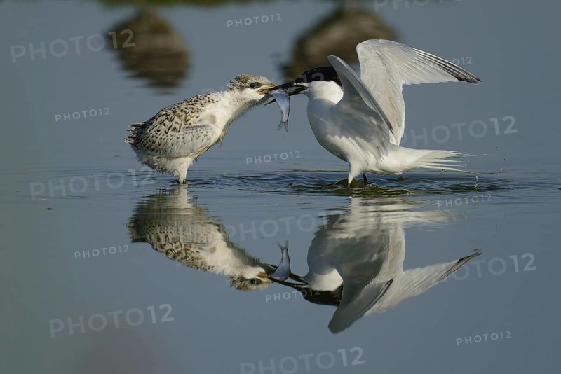 Sandwich Tern (Thalasseus sandvicensis) juvenile, Texel, Netherlands