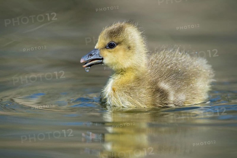 Greylag Goose (Anser anser) chick, Lower Saxony, Germany