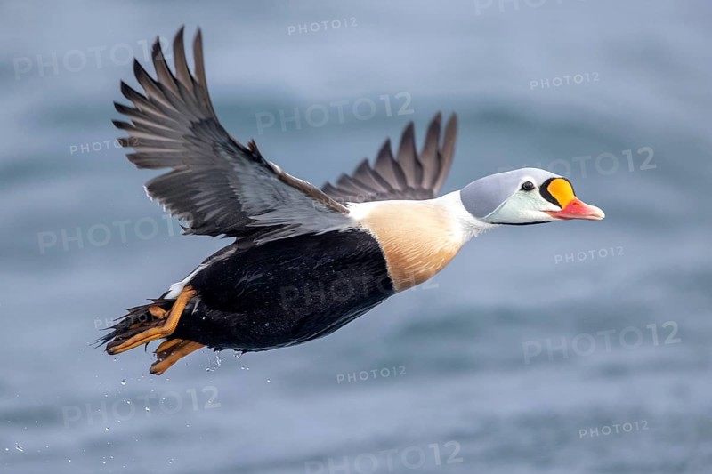 King Eider (Somateria spectabilis) male flying, Norway