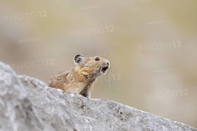 American pika (Ochotona princeps) sits calling on a rock, Jasper National Park, Alberta, Canada