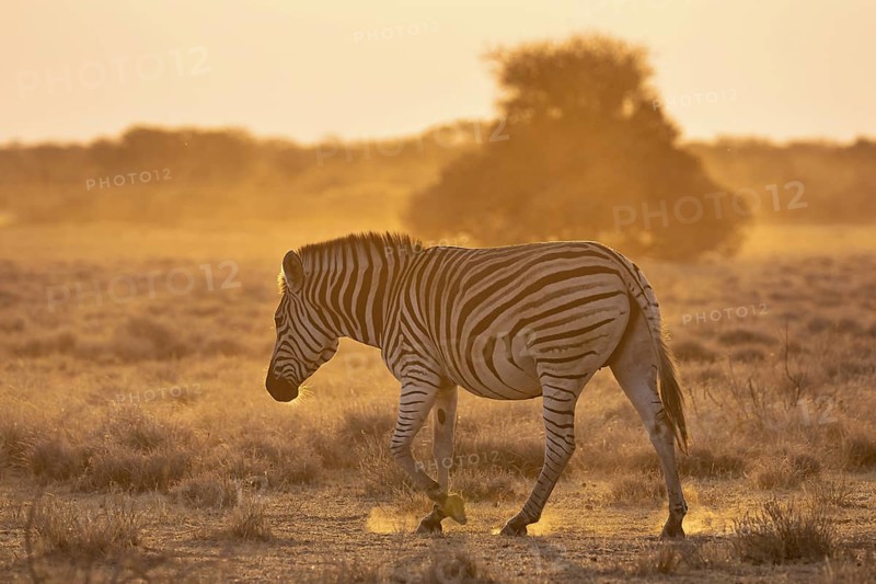 Plains zebra (Equus quagga), in dry savannah, in the evening light, Kruger National Park, South Africa