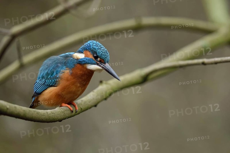Shortly in front of the prey strike... Kingfisher (Alcedo atthis), male on the hunt in early spring, foraging hunter diving from his perch for fish and other prey, Lower Rhine, North Rhine-Westphalia, Germany, Western Europe