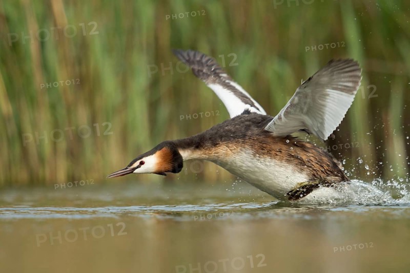 Aggressive... Great Crested Grebe (Podiceps Scalloped ribbonfish) sprints, runs over the water with powerful wing beats, starts to attack, flies up, drives away a competitor, attacks, is in a hurry, shows threatening behaviour, imposing behaviour, waterfowl, native nature, Lower Rhine, Rhineland, North Rhine-Westphalia, Germany, Western Europe