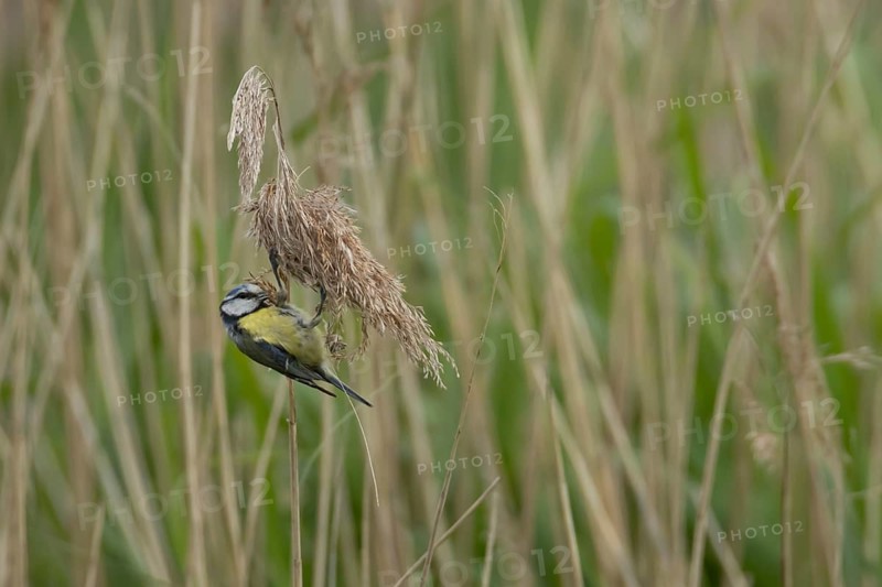 Blue tit (Cyanistes Caeruleus) adult bird feeding on a Common reed seedhead in a reedbed, England, United Kingdom