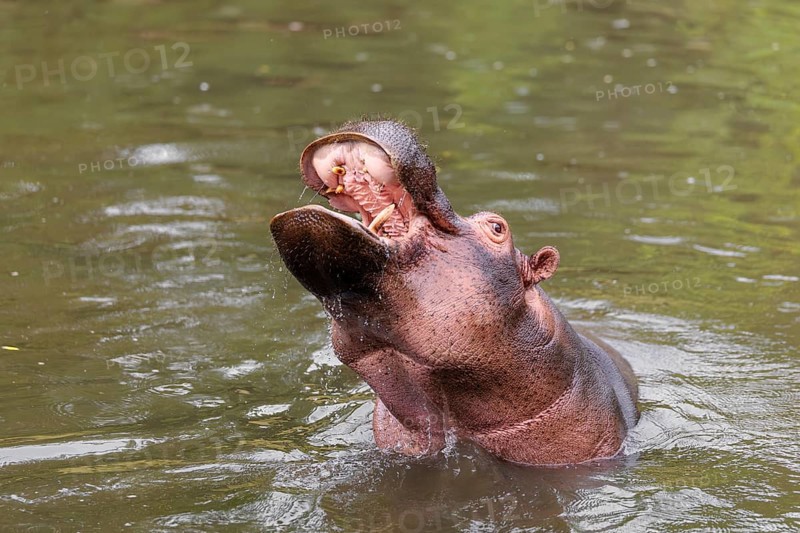 An adult male hippopotamus (Hippopotamus amphibius) shows aggression and defends its territory