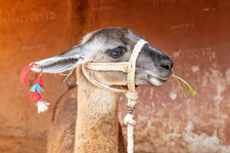 Guanaco (Llama guanicoe), Cusco, Peru