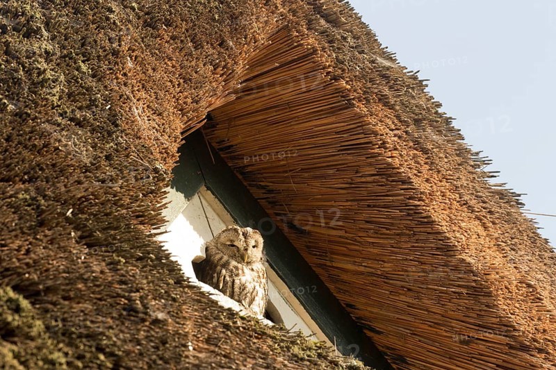 Tawny Owl (Strix aluco), Hamburg, Germany