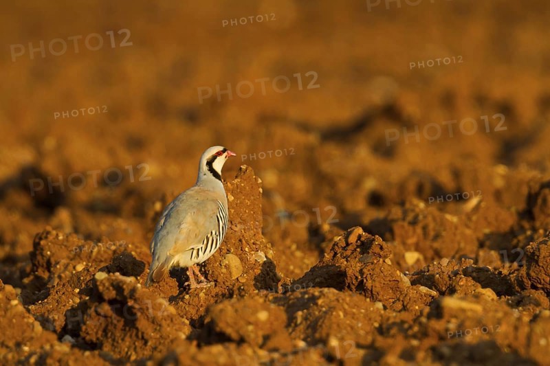 Chukar Partridge (Alectoris chukar), Cyprus
