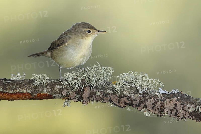 Eastern Olivaceous Warbler (Iduna pallida), Andalusia, Spain