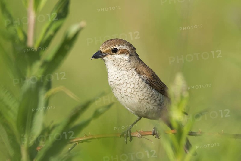 Red-backed Shrike (Lanius collurio) female, Lower Saxony, Germany