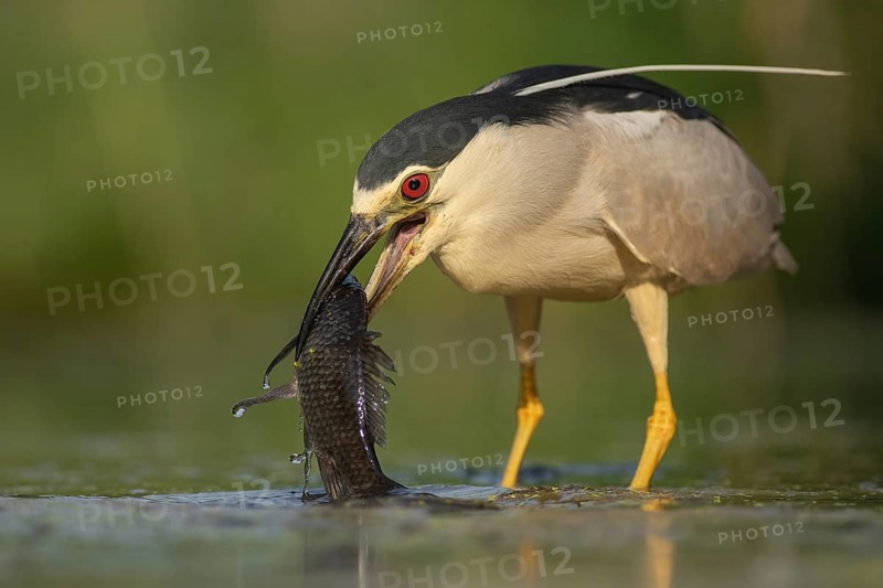 Black-crowned Night Heron (Nycticorax nycticorax) with fish prey in beak, Pusztaszer, Hungary