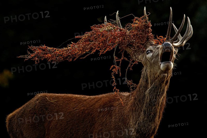 Red Deer (Cervus elaphus), stag bellowing during the rut, England, UK