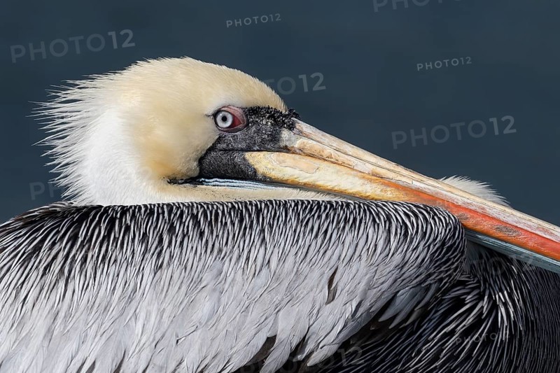 Peruvian Pelican (Pelecanus thagus), Zapallar, Chile