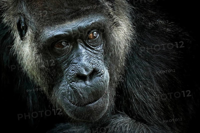 Western lowland gorilla, detail head portrait with beautiful eyes. Close-up photo of wild big black monkey in the forest, Gabon, Africa. Wildlife scene from nature. Mammal in the green vegetation