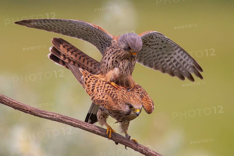 Common Kestrel (Falco tinnunculus) pair mating, perched on a branch, Subotica, Serbia