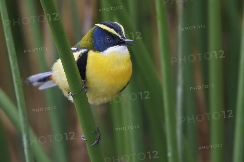 Many-colored Rush Tyrant (Tachuris rubrigastra) singing, Lago Junin, Peru