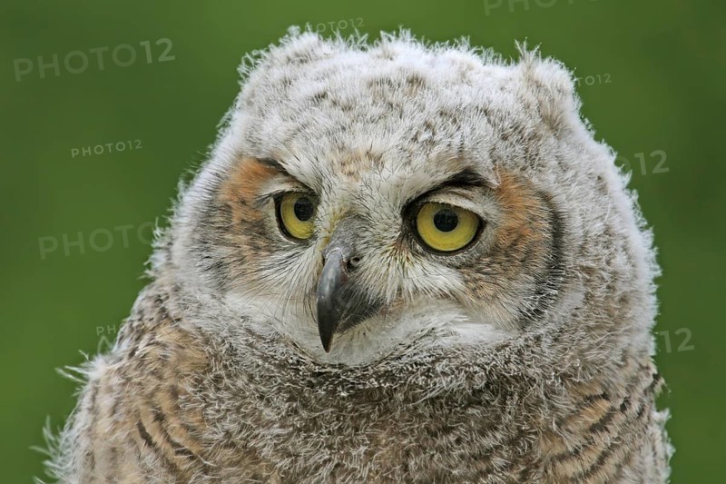 Great Horned Owl (Bubo virginianus) juvenile, Saskatchewan, Canada