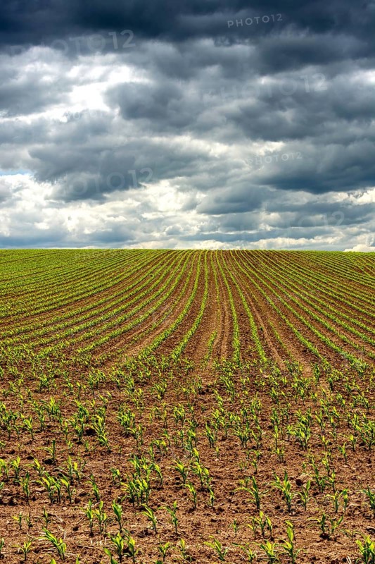 Young corn plants are emerging in orderly rows across a large agricultural field. Puy de Dome, Auvergne Rhone Alpes, France