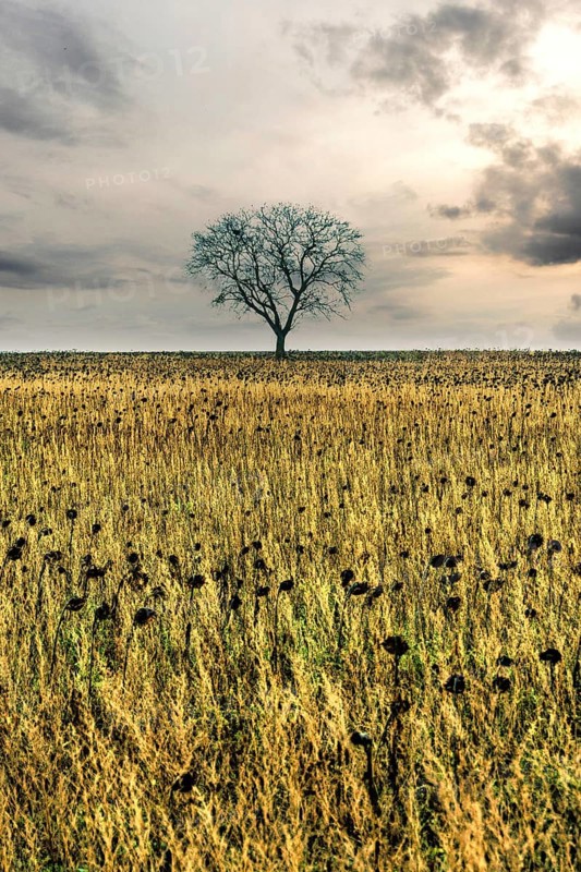 Lonely tree stands amidst golden field under a cloudy sky at dusk. Auvergne. France