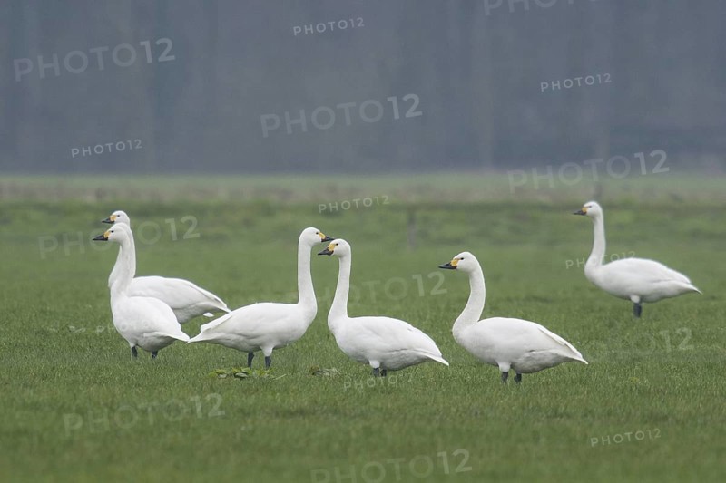 Tundra Swan (Cygnus columbianus bewickii), Netherlands