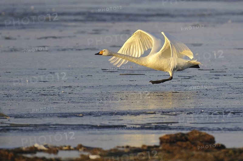 Whooper Swan (Cygnus cygnus) flying, Lower Saxony, Germany