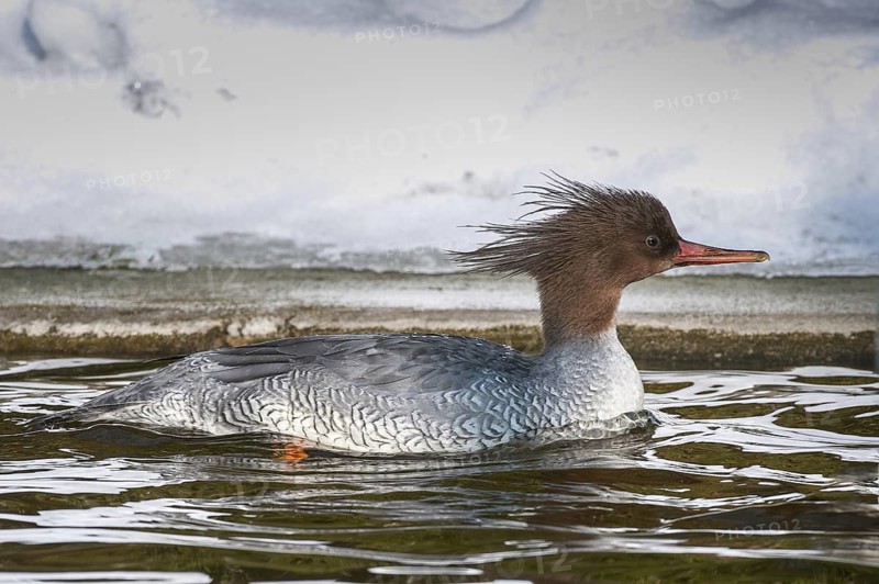 Scaly-sided Merganser (Mergus squamatus) female, captive