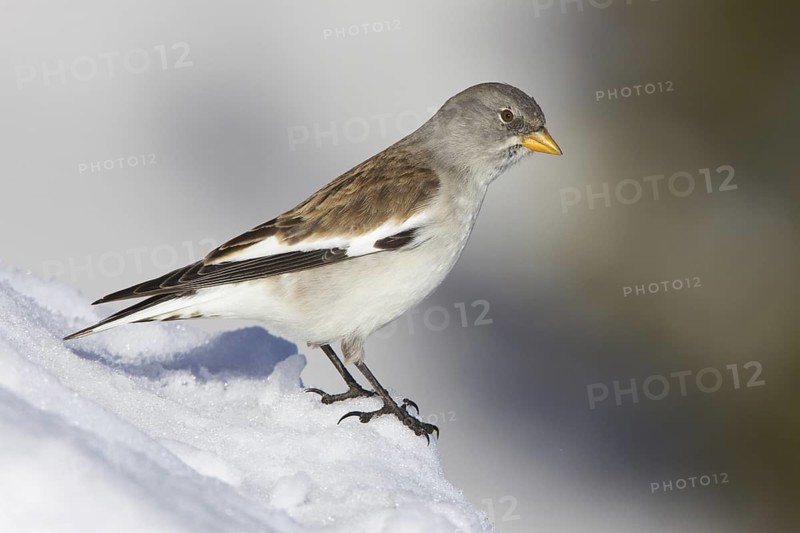 White-winged Snowfinch (Montifringilla nivalis), St. Gallen, Switzerland