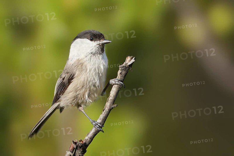 Willow Tit (Poecile montanus), Vorarlberg, Austria