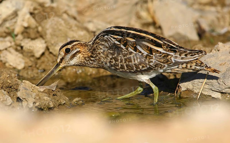 Common Snipe (Gallinago gallinago), Castro Marim, Portugal