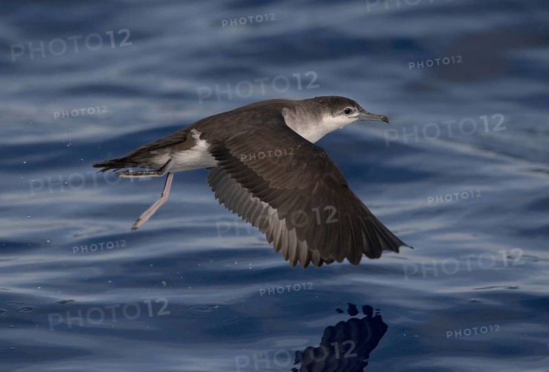 Audubon's Shearwater (Puffinus lherminieri) flying, North Carolina, USA