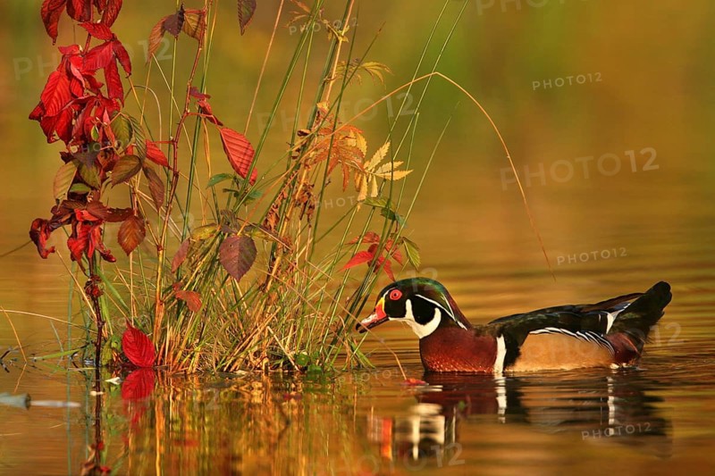 Wood Duck (Aix sponsa) male, Ohio, USA