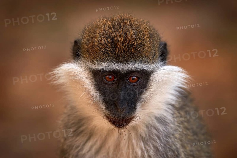 Africa, monkey detail portrait. Vervet monkey, Chlorocebus pygerythrus, portrait of grey and black face animal in the nature habitat, Balule near the Mana Pools NP, Zimbabwe. Wildlife nature